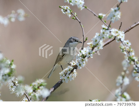 The lesser whitethroat (Curruca curruca) close-up portraits 79739976