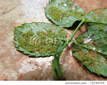 有害生物 有害生物 79740704