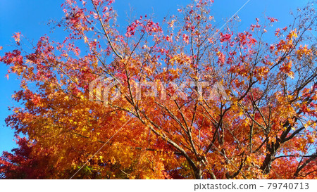 Autumn leaves Kyoto Miyama Kayabuki no Sato Autumn leaves Kyoto Miyama Kayabuki no Sato 79740713
