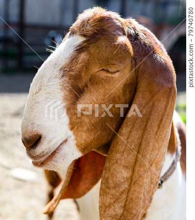 Close-up vertical portrait of female nubian goat with closed eyes. 79740780