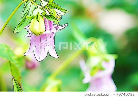 Pastel-like "bellflower in full bloom" illustration image 79740782