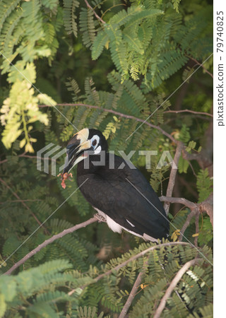Nature oriental Pied Hornbill is standing on tammarind'branch.Baby bird is in the bill. Nature oriental Pied Hornbill is standing on tammarind'branch.Baby bird is in the bill. 79740825