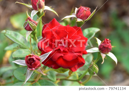 Roses up 79741134