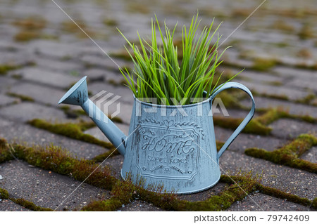 watering can with a plant stands on a garden path covered with moss watering can with a plant stands on a garden path covered with moss 79742409