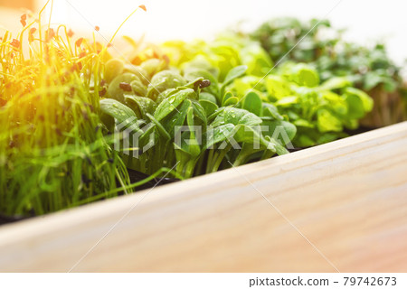 Mixed micro greens in growing trays in a white wooden box. Microgreens of onions, basil and radishes, we grow microgreens. Delivery of microgreens 79742673