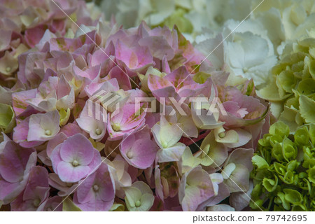 bergenia crassifolia on the market. 79742695