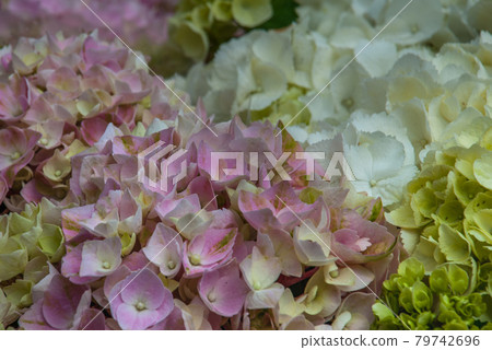 bergenia crassifolia on the market. bergenia crassifolia on the market. 79742696
