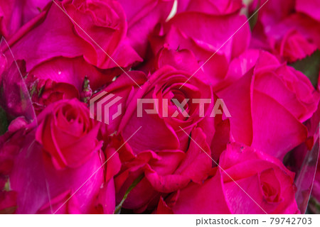 beautiful bouquet of pink rose flower. the work of the florist at a flower shop. rose flower. the work of the florist at a flower shop. beautiful bouquet of pink rose flower. the work of the florist at a flower shop. rose flower. the work of the florist at a flower shop. 79742703