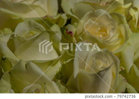 close up of yellow roses on the market. close up of yellow roses on the market. 79742736