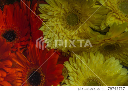 Red and yellow marigolds on the market, Close-up Red and yellow marigolds on the market, Close-up 79742737