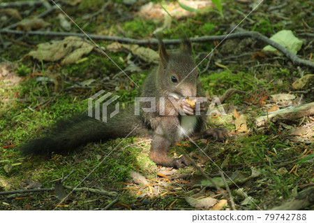Ezo squirrel Ezo squirrel Hokkaido wildlife 79742788