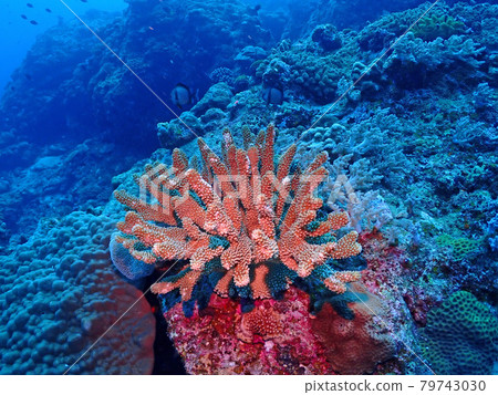 Mysterious undersea coral reef / Kerama Islands (Okinawa) 79743030