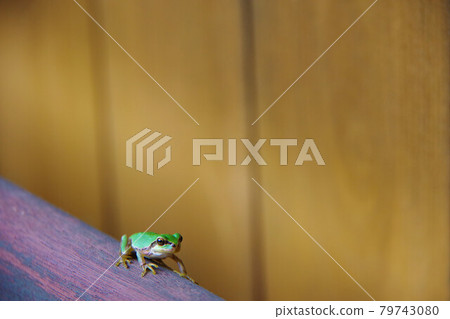 樹蛙 樹蛙 79743080