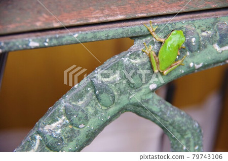 Tree frog 79743106