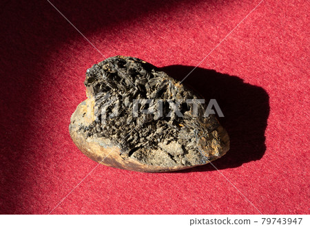 Prehistoric clam shell substituted with vivianite crystals. A backlight photo of stone on red background. 79743947