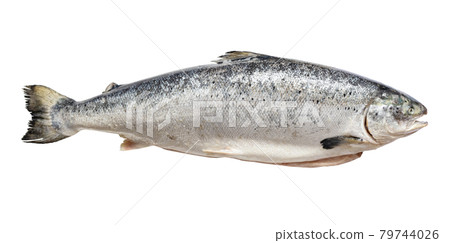 gutted raw salmon from Faroe islands isolated 79744026