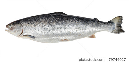 raw atlantic salmon from Faroe islands isolated 79744027