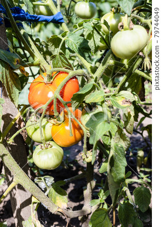 ripening fruits on tomato bush close up near pole 79744049