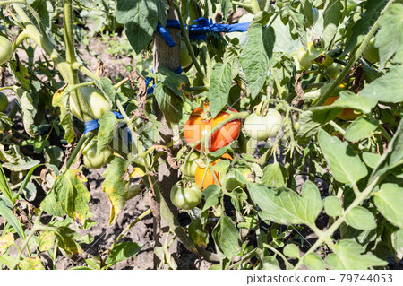 tomato bushes with ripening fruits at garden 79744053
