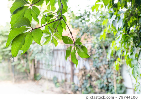 branch of Parthenocissus and rustic courtyard branch of Parthenocissus and rustic courtyard 79744100