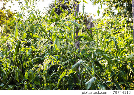 tomato bushes in home garden lit by evening sun 79744113