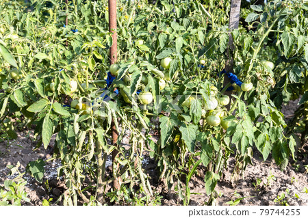 tomato bush with unripe fruit on stakes in garden 79744255