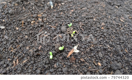 Sowing of garland chrysanthemum-3 days later 79744320