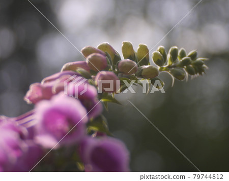 flower 79744812