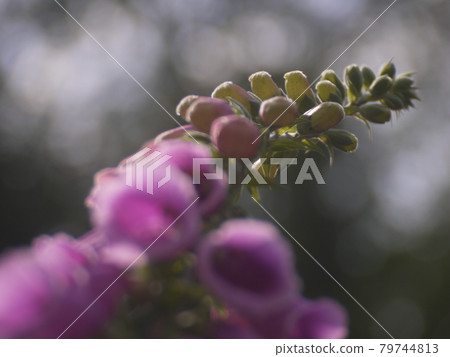 flower flower 79744813