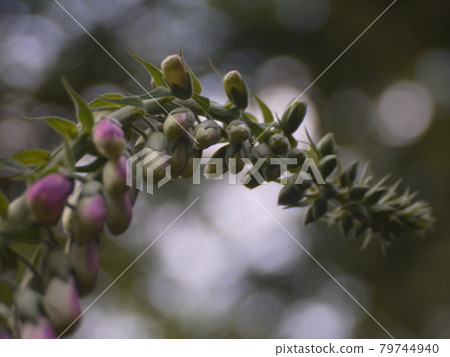 flower 79744940