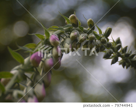 nature nature 79744941