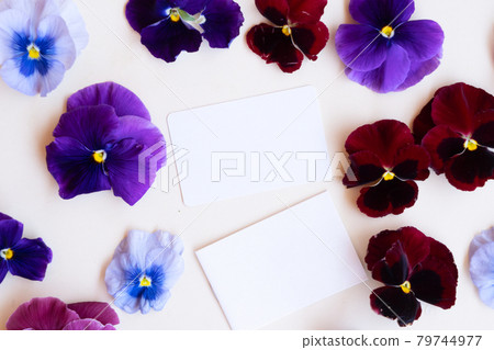 Pansy flowers styled stock scene 79744977