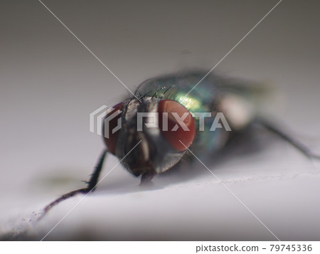 closeup closeup 79745336