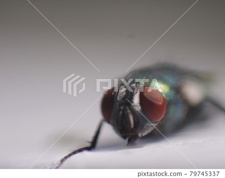 macro 79745337