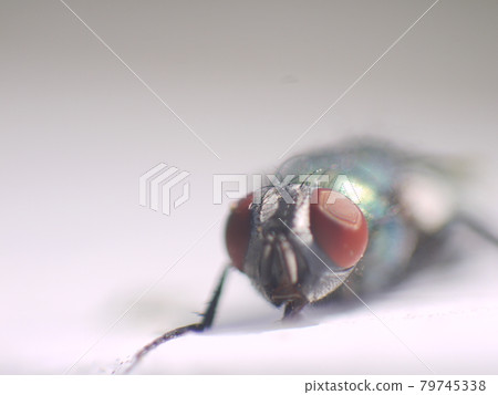insect insect 79745338