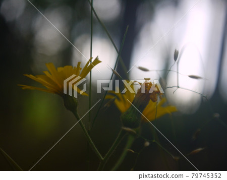 flower flower 79745352
