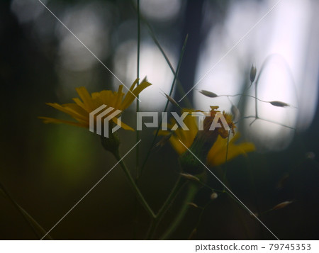 nature nature 79745353