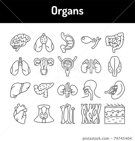 Organs line icons set. Isolated vector element. Organs line icons set. Isolated vector element. 79745404
