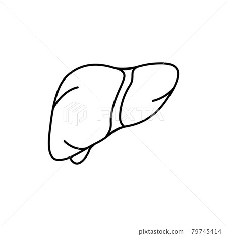 Human organ liver color line icon. Pictogram... - Stock Illustration ...