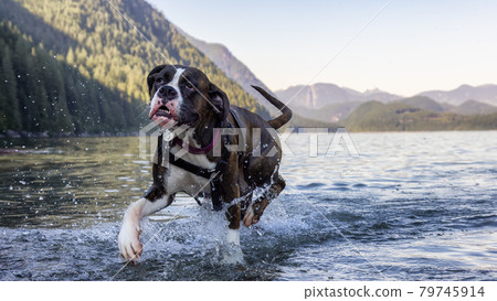 Playful and Funny Boxer Dog swimming in the water 79745914