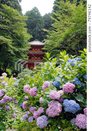 京都府木津川市甘泉寺繡球花和三重塔 京都府木津川市甘泉寺繡球花和三重塔 79746142