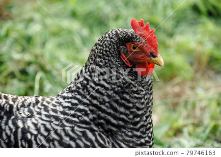 Plymouth Rock Chicken 79746163