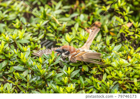 Sparrow Sparrow 79746173
