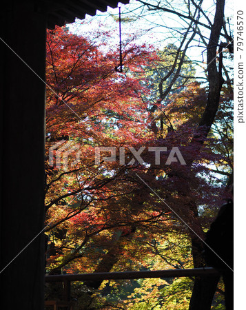 The vivid autumnal scenery of Nara Murouji Temple The vivid autumnal scenery of Nara Murouji Temple 79746570
