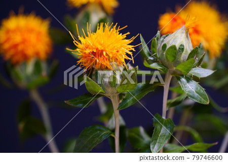 Red flower cut flower safflower black background 79746600