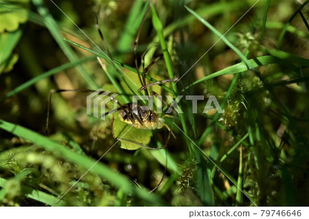Brown spider with long legs in the lawn 79746646