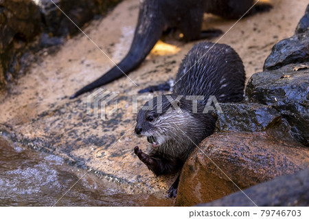 Small-clawed otter (Otter) 79746703