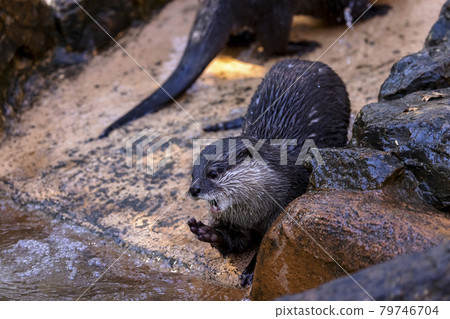 Kotsumekawauso(水獺) Kotsumekawauso(水獺) 79746704