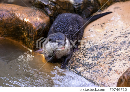 Small-clawed otter (Otter) Small-clawed otter (Otter) 79746710
