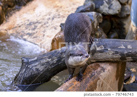 Small-clawed otter (Otter) 79746743